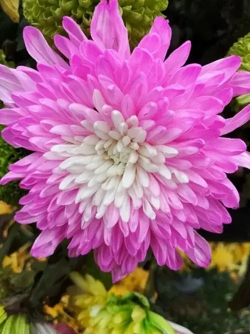 分享图片——娇艳欲滴重瓣、菊花；