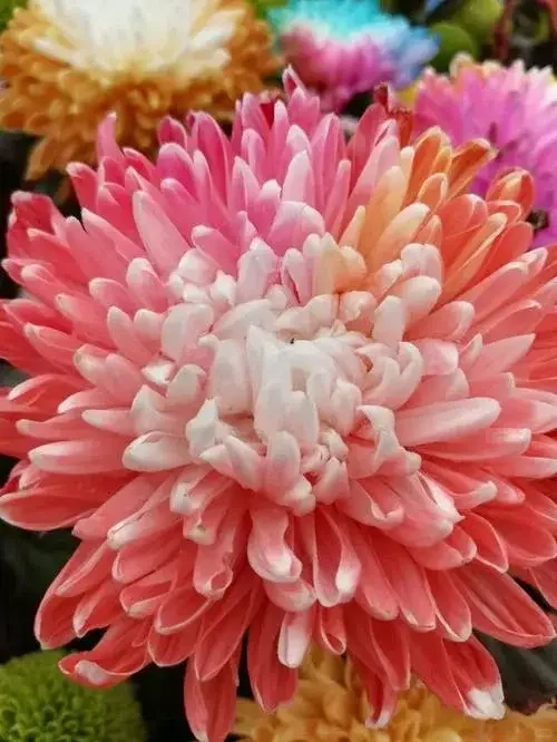 分享图片——娇艳欲滴重瓣、菊花；