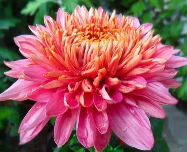 分享图片——娇艳欲滴重瓣、菊花；