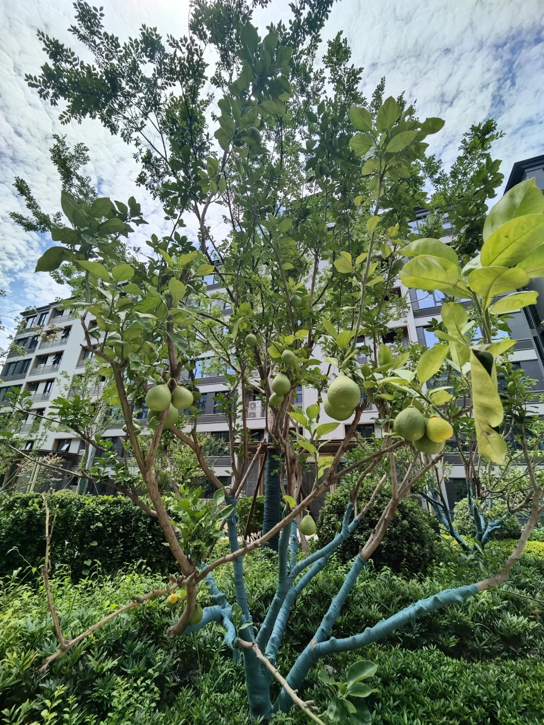 秦淮主城“真洋房”，所见即所得紫金和旭府