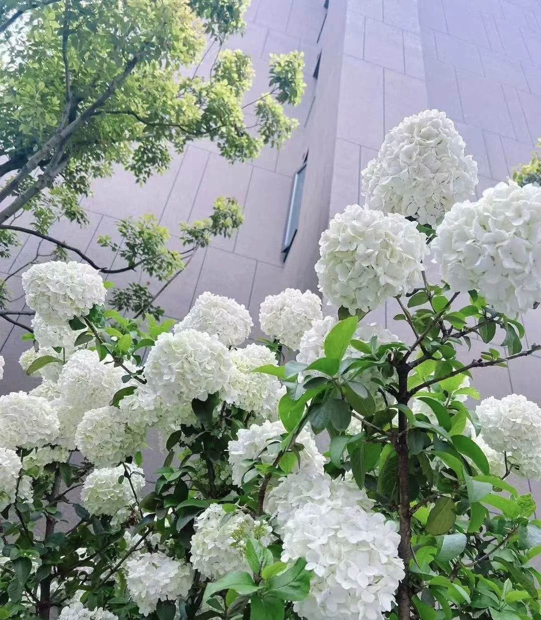 这个小区也太好看了吧！🍃