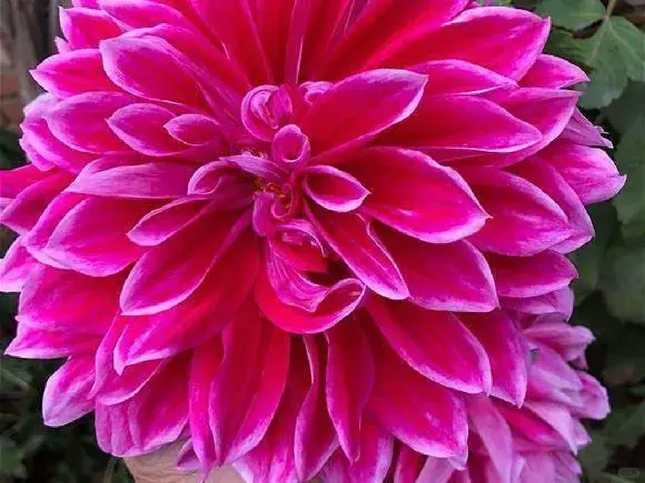 分享图片——娇艳欲滴重瓣、菊花；