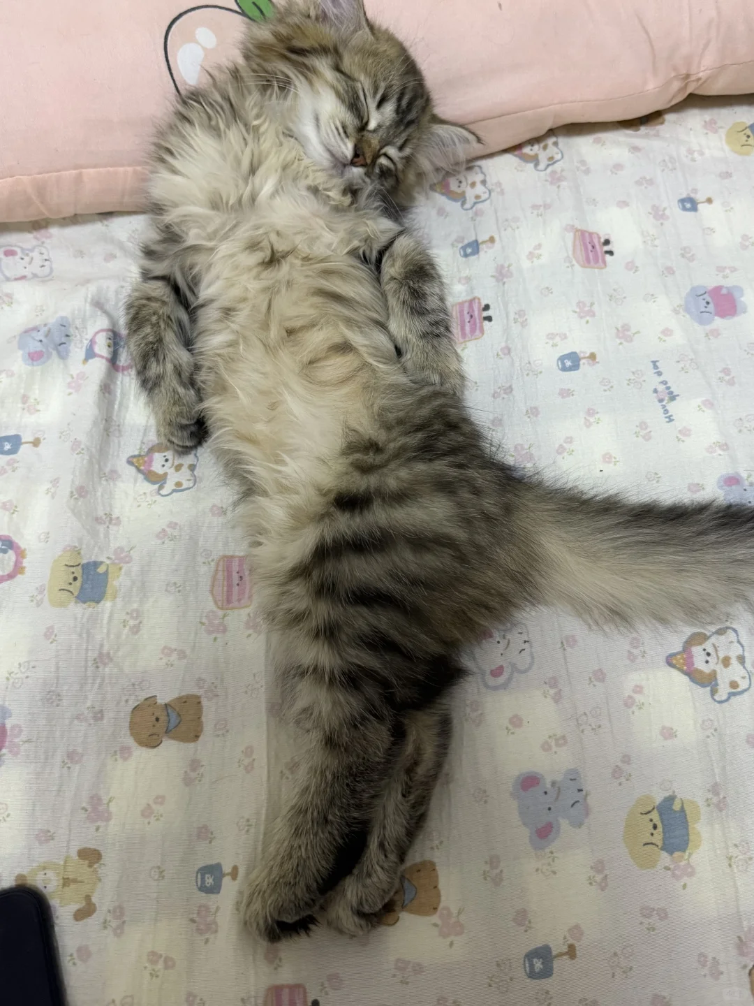 妖娆的猫🐈