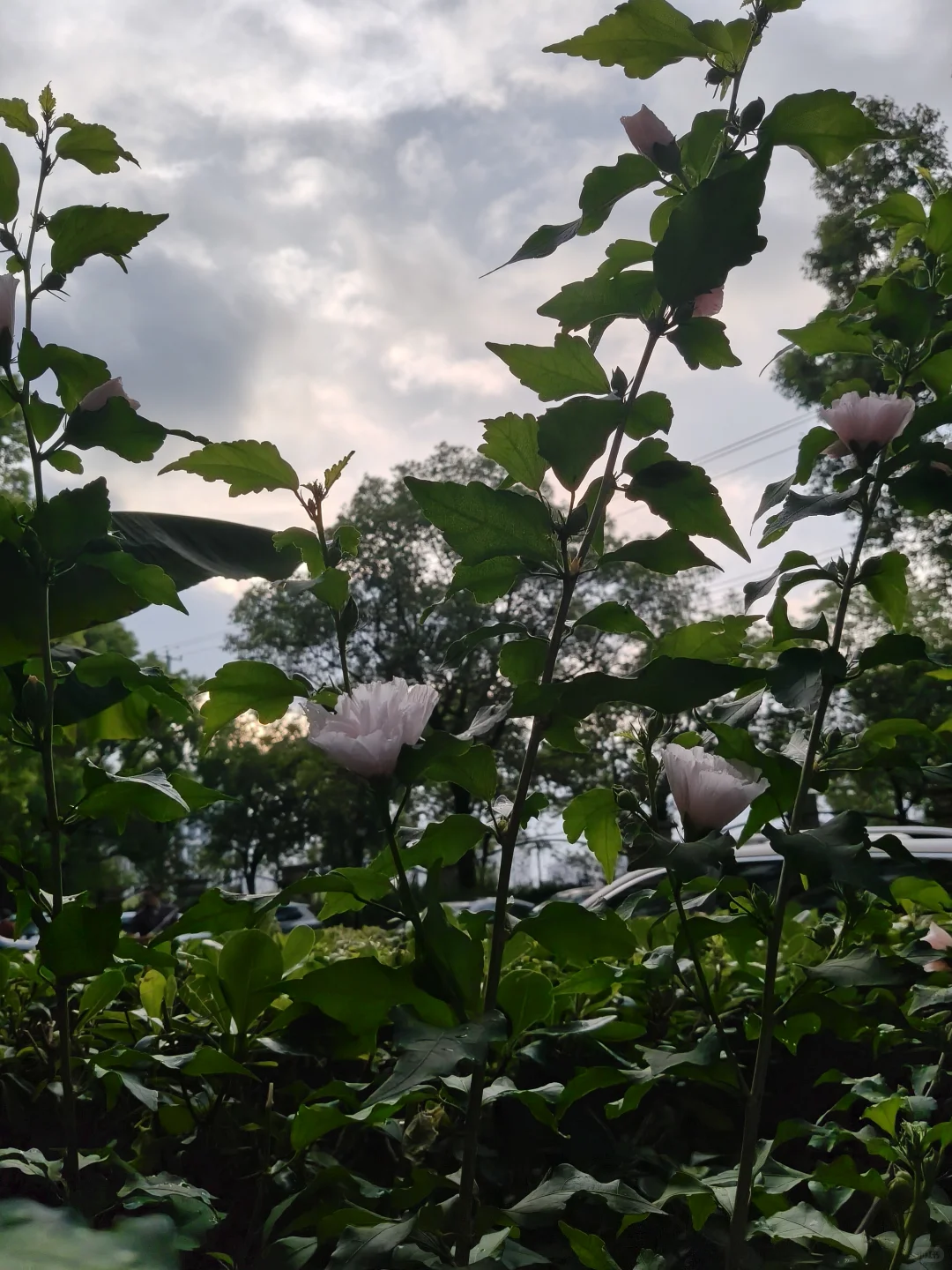 被暴雨淋湿后会长的更加娇艳