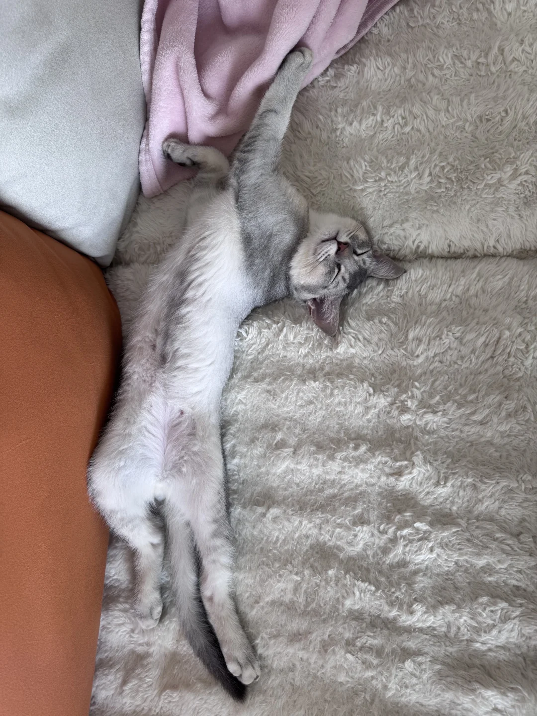 这妖娆的睡姿，有同款猫咪吗