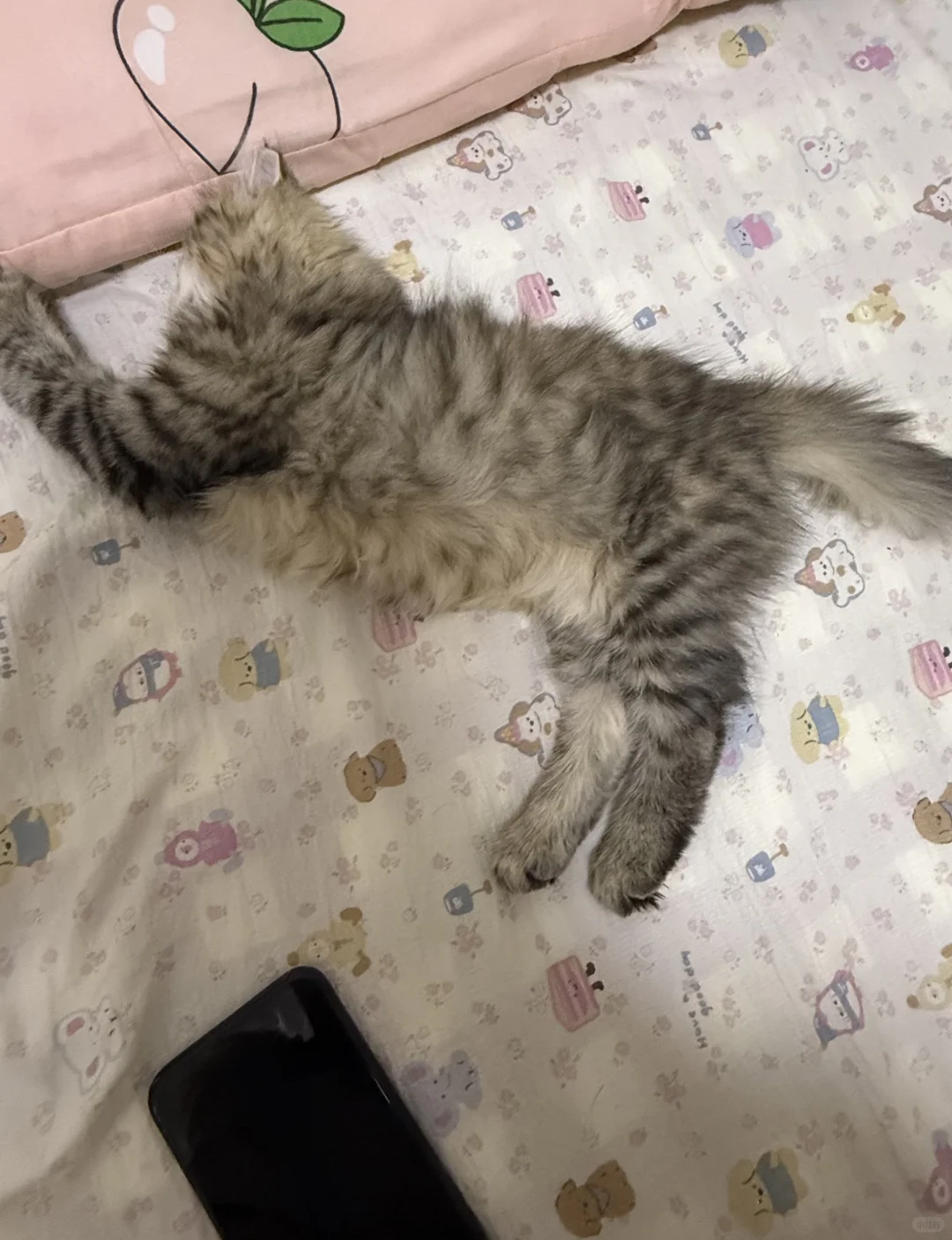 妖娆的猫🐈