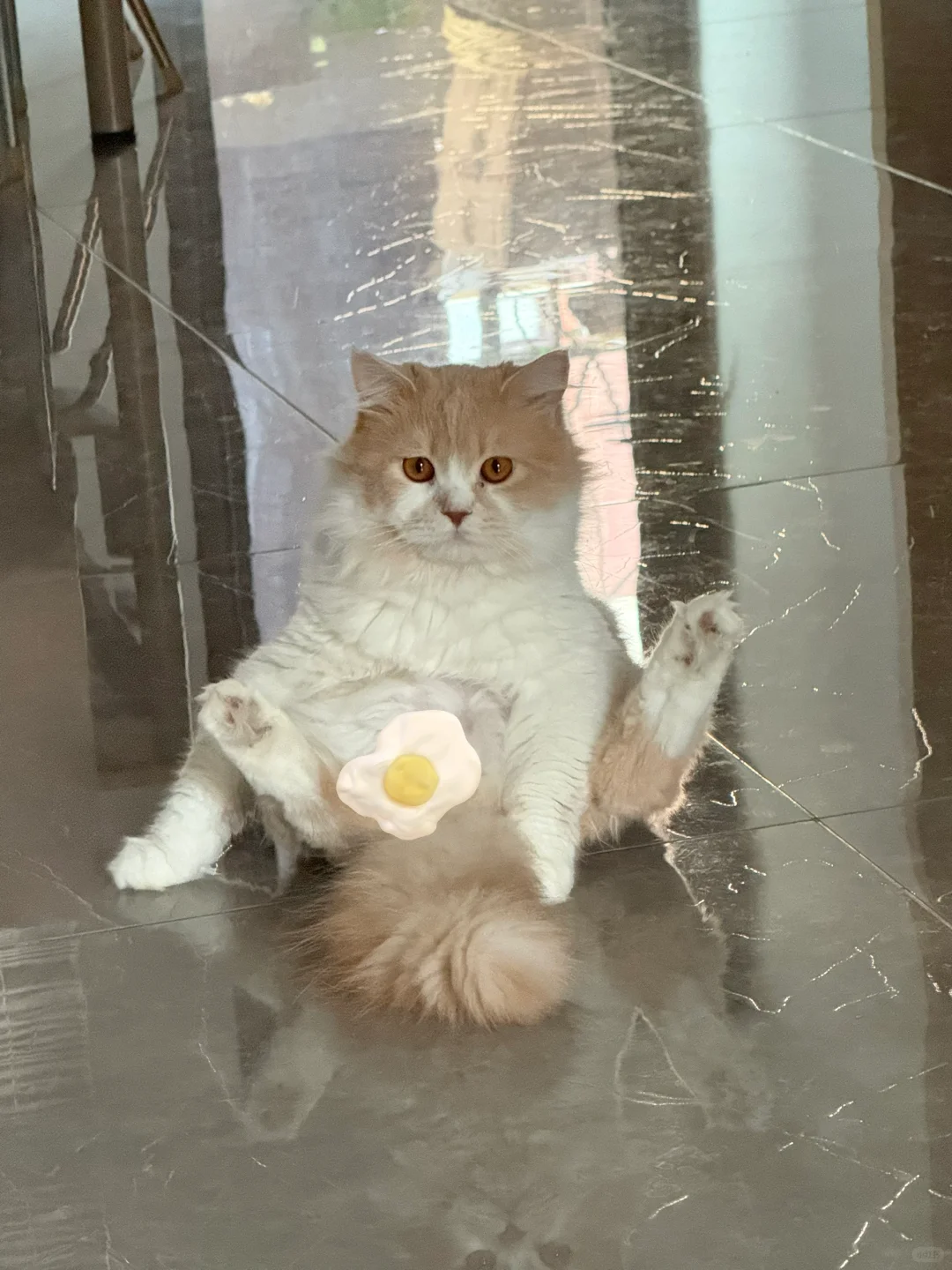 谁家公猫无时无刻这个姿势啊…妖娆的不得了