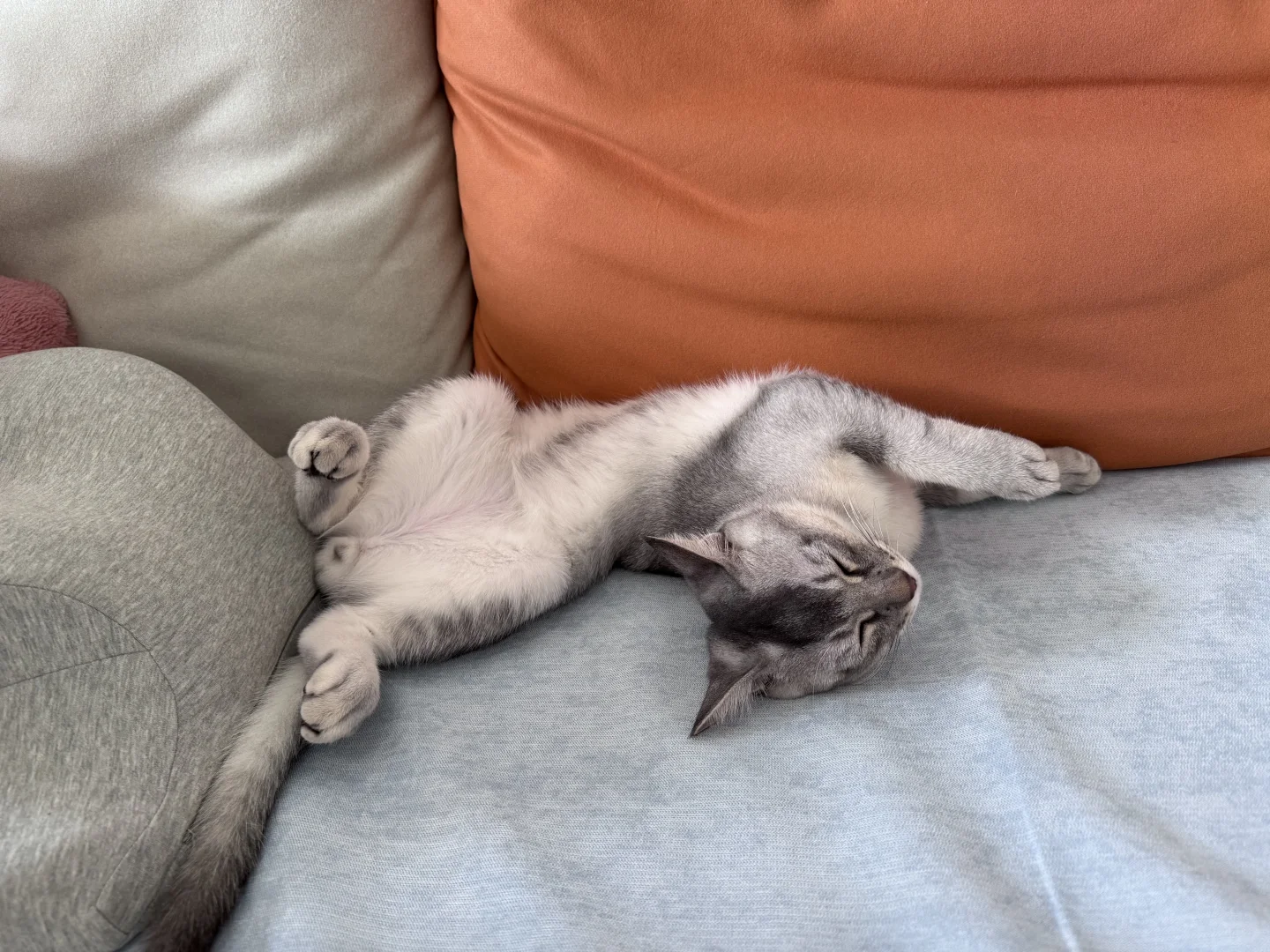这妖娆的睡姿，有同款猫咪吗