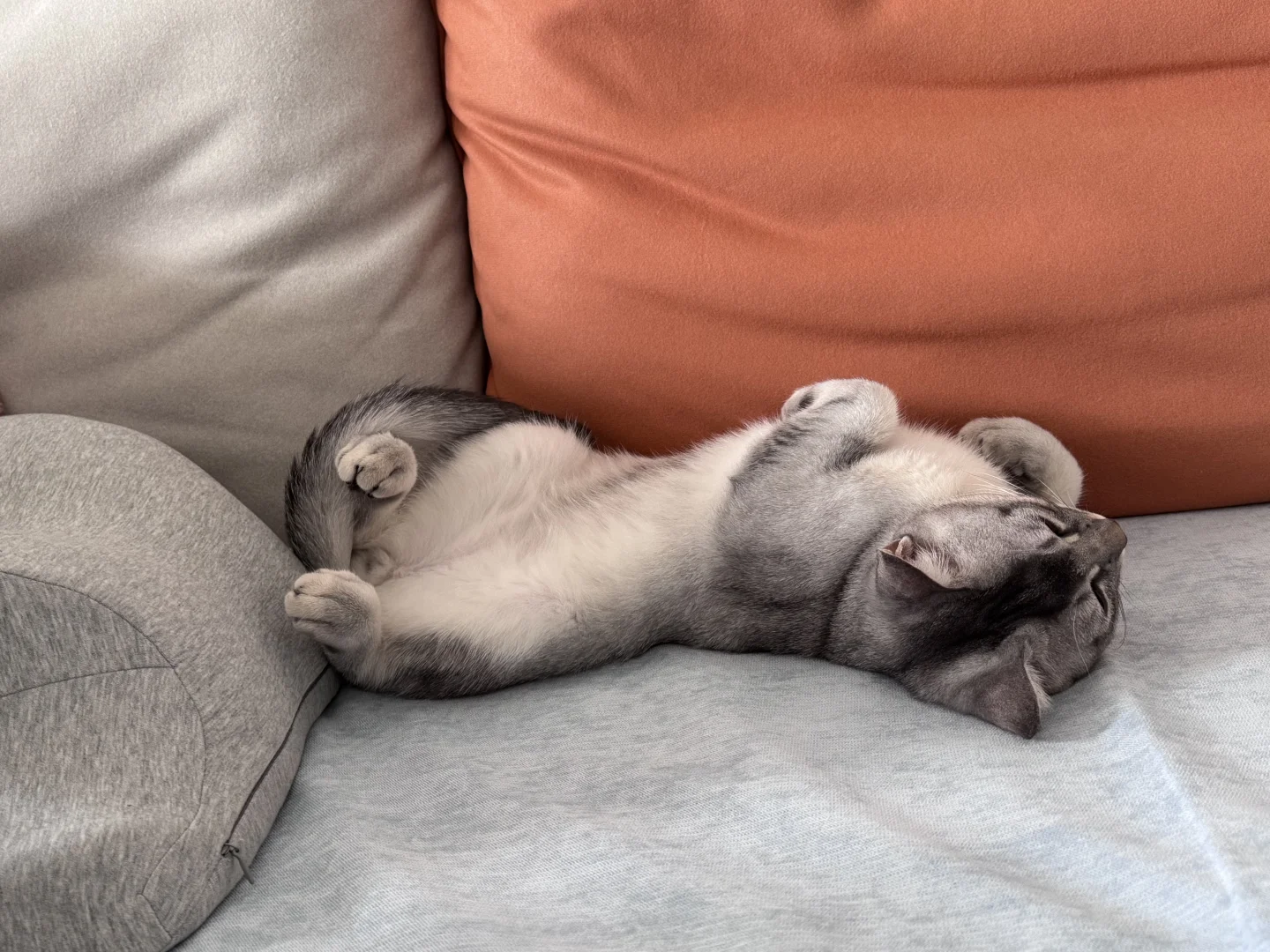 这妖娆的睡姿，有同款猫咪吗