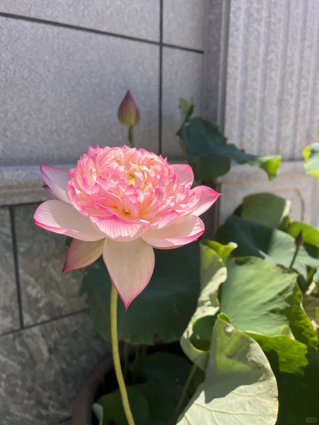 江浙沪独生女😆在农村的400 ㎡自建别墅