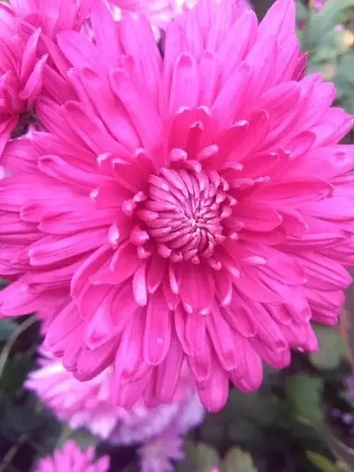 分享图片——娇艳欲滴重瓣、菊花；