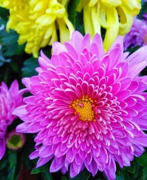 分享图片——娇艳欲滴重瓣、菊花；