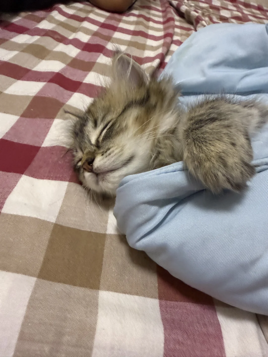 妖娆的猫🐈