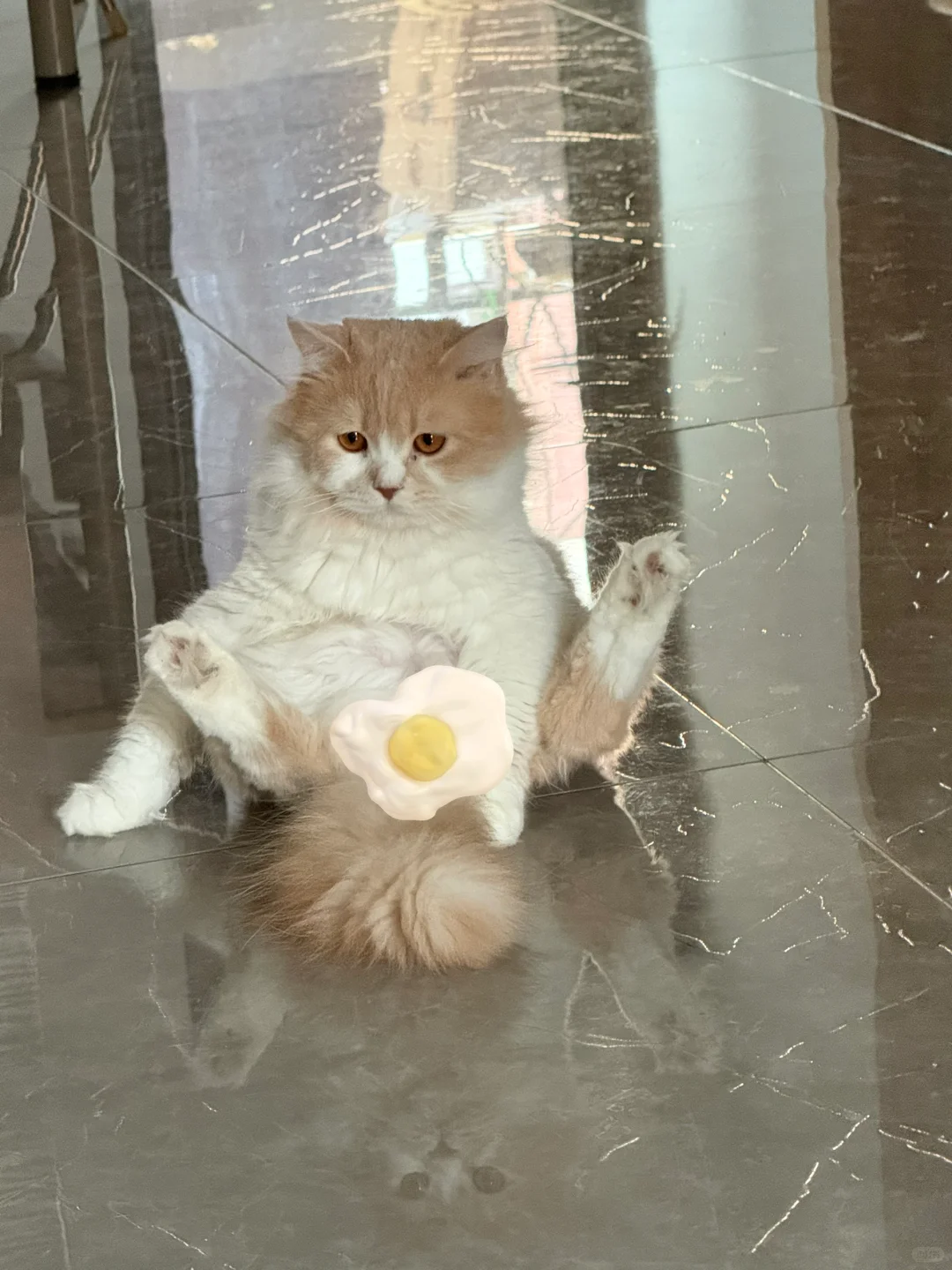 谁家公猫无时无刻这个姿势啊…妖娆的不得了