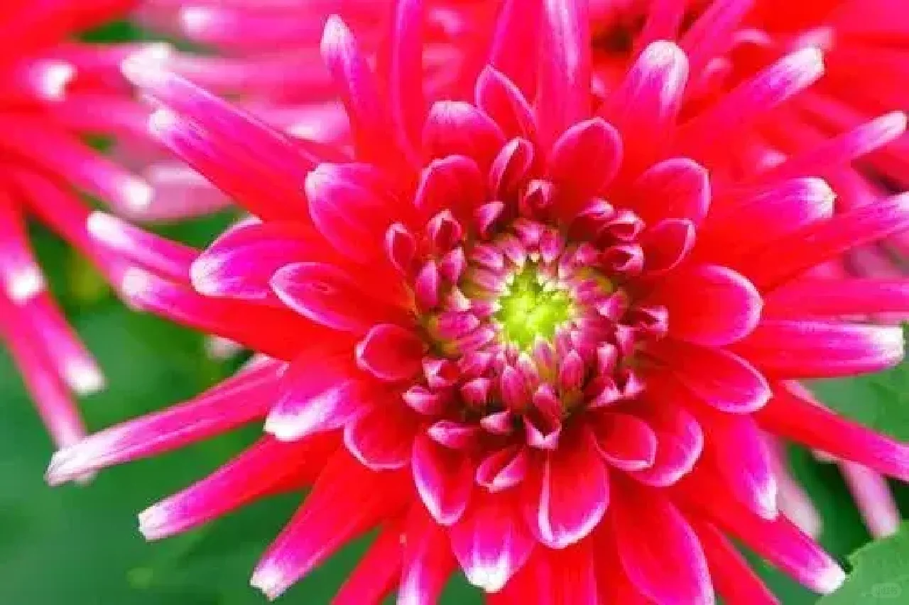 分享图片——娇艳欲滴重瓣、菊花；
