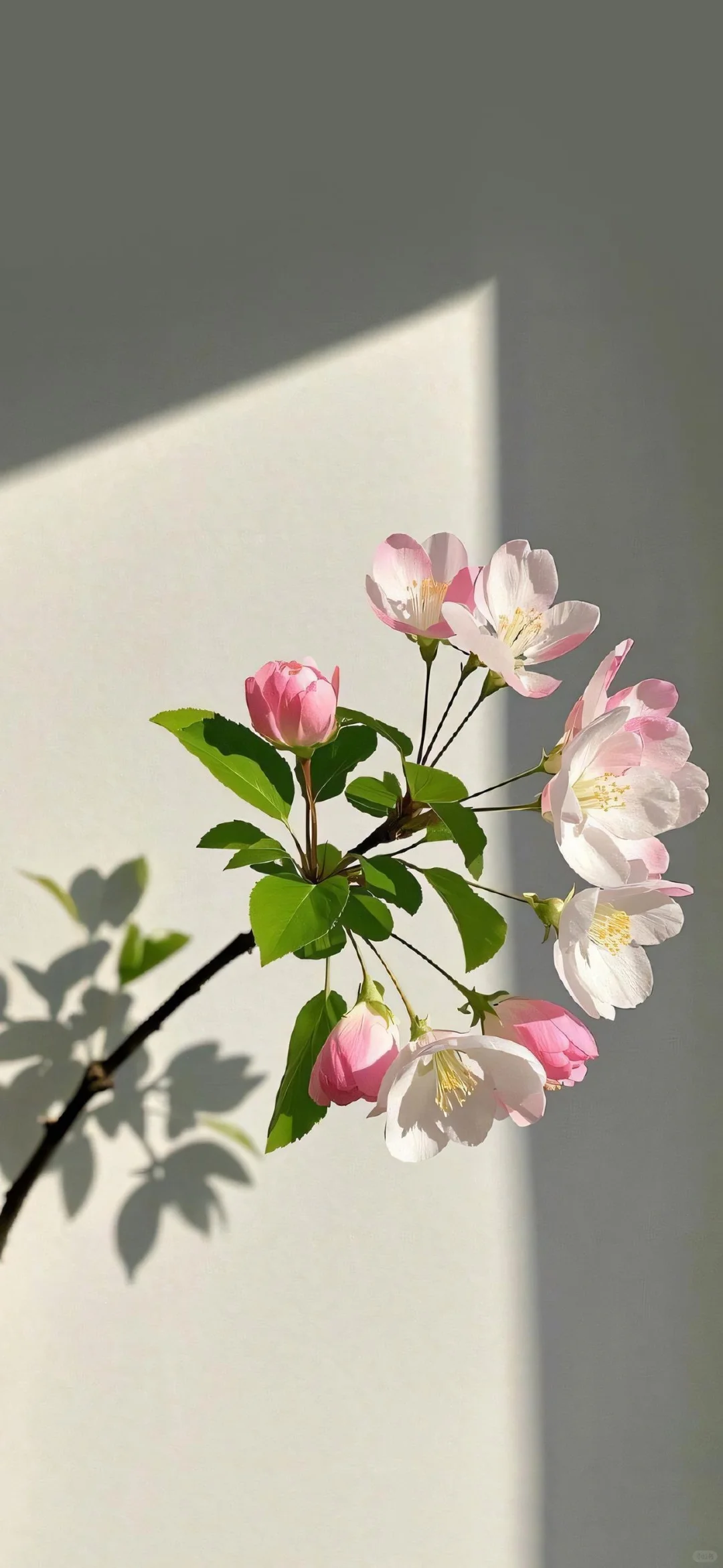 〖手机壁纸〗娇艳欲滴的花朵
