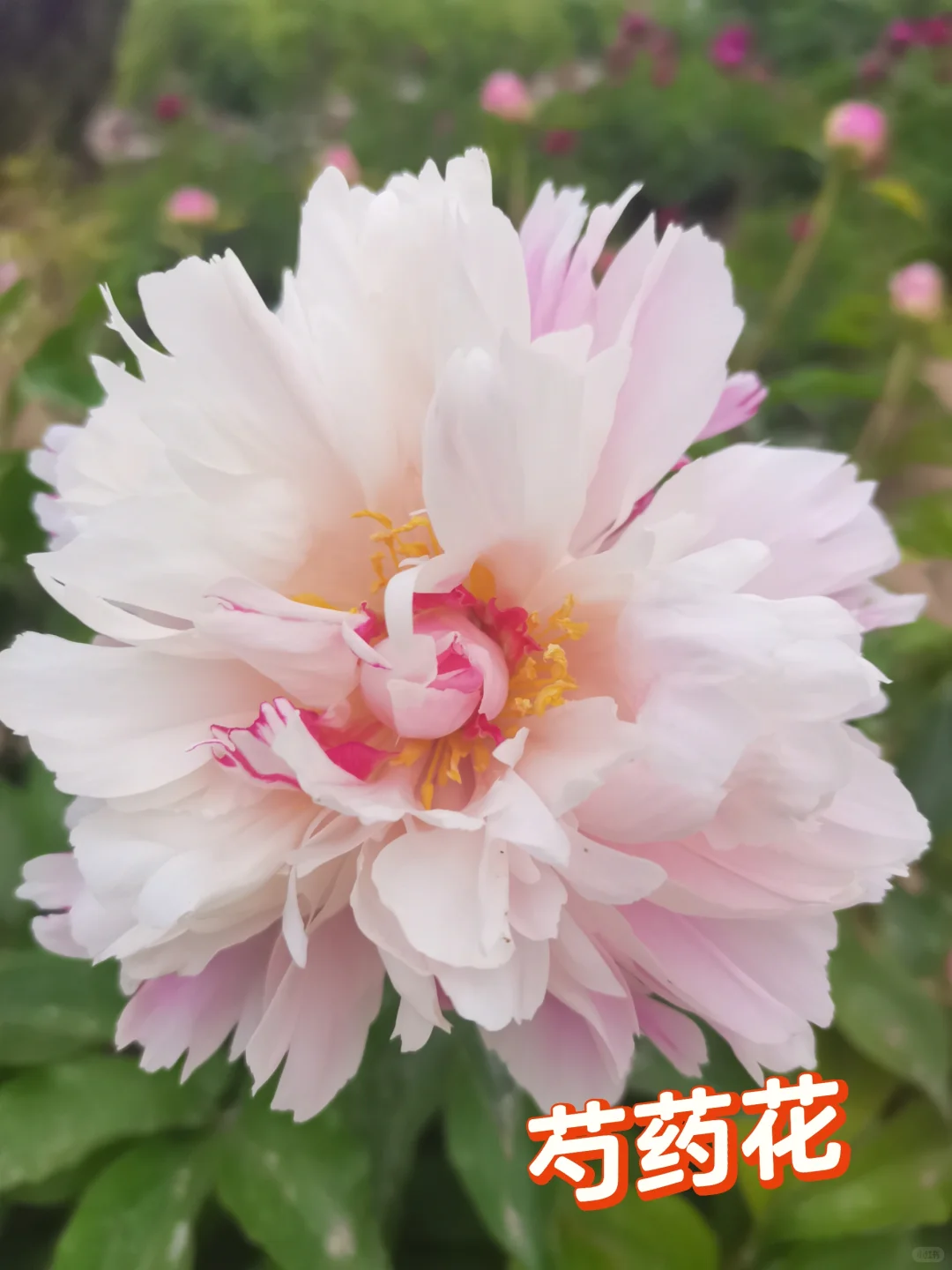 公园的芍药花开了