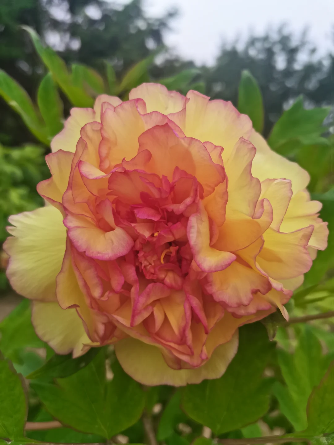 公园的芍药花开了