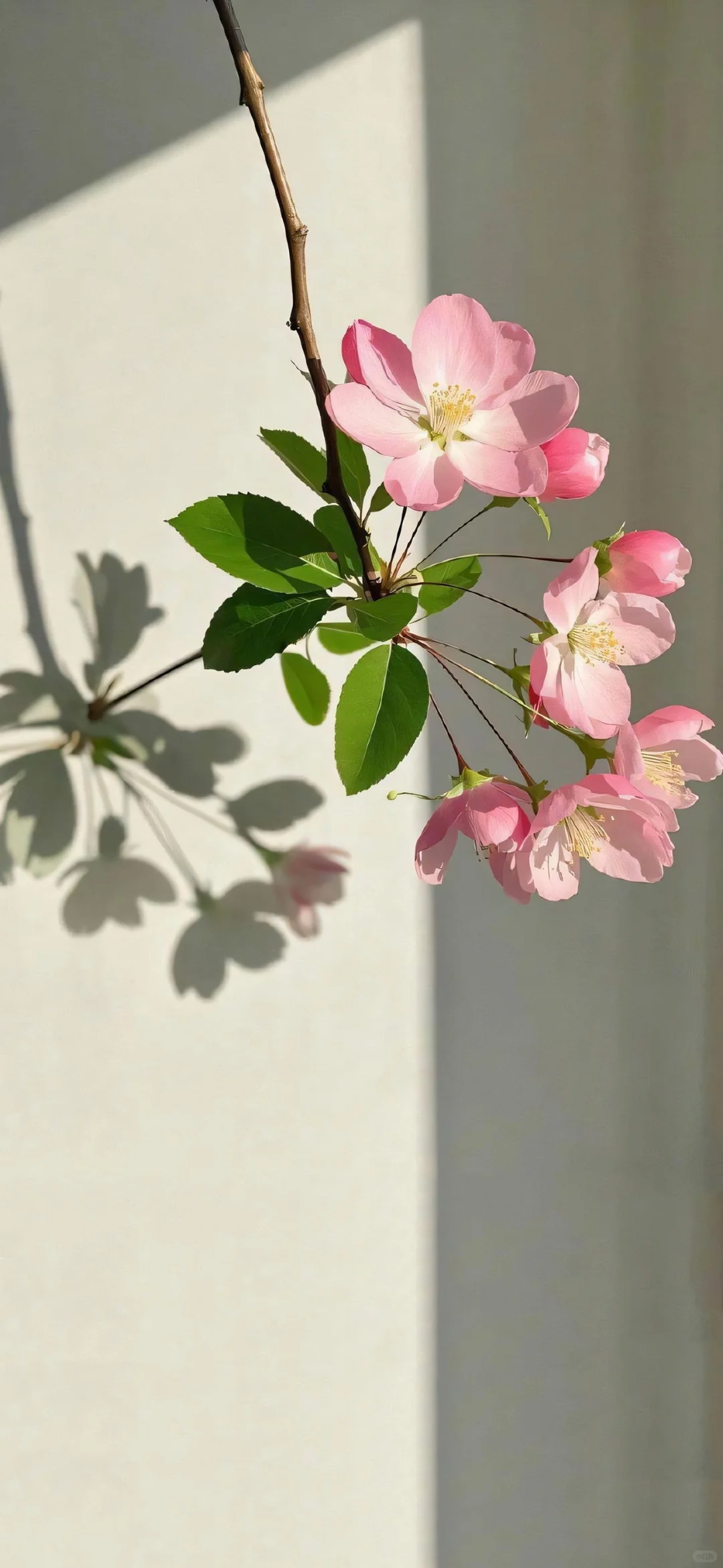 〖手机壁纸〗娇艳欲滴的花朵