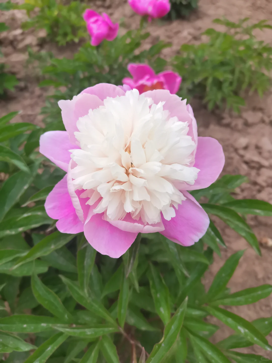 公园的芍药花开了