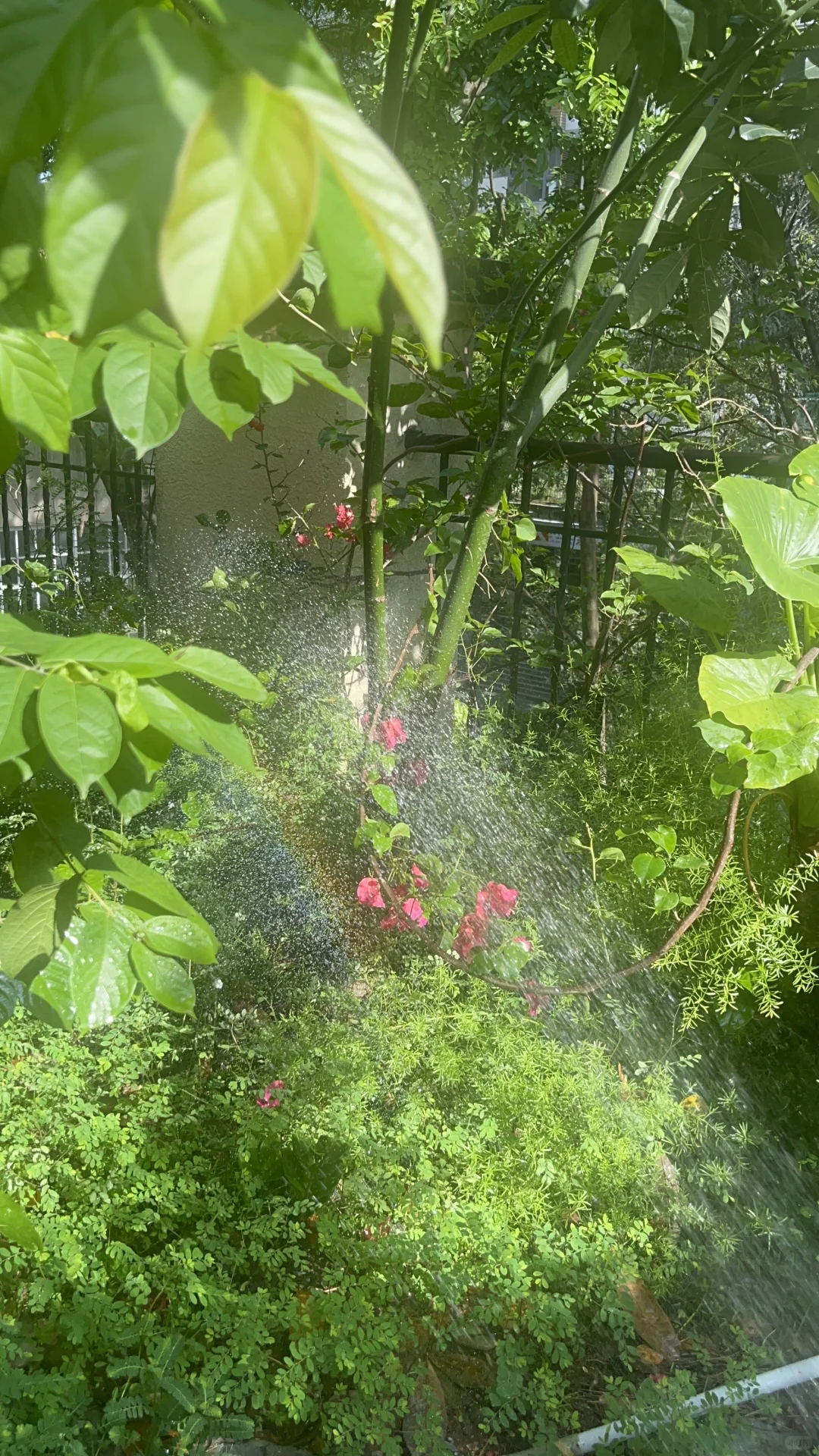 在深圳租到了我的梦中情房