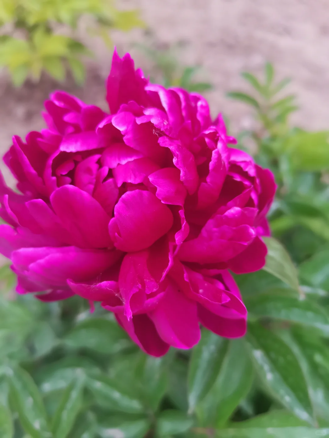 公园的芍药花开了