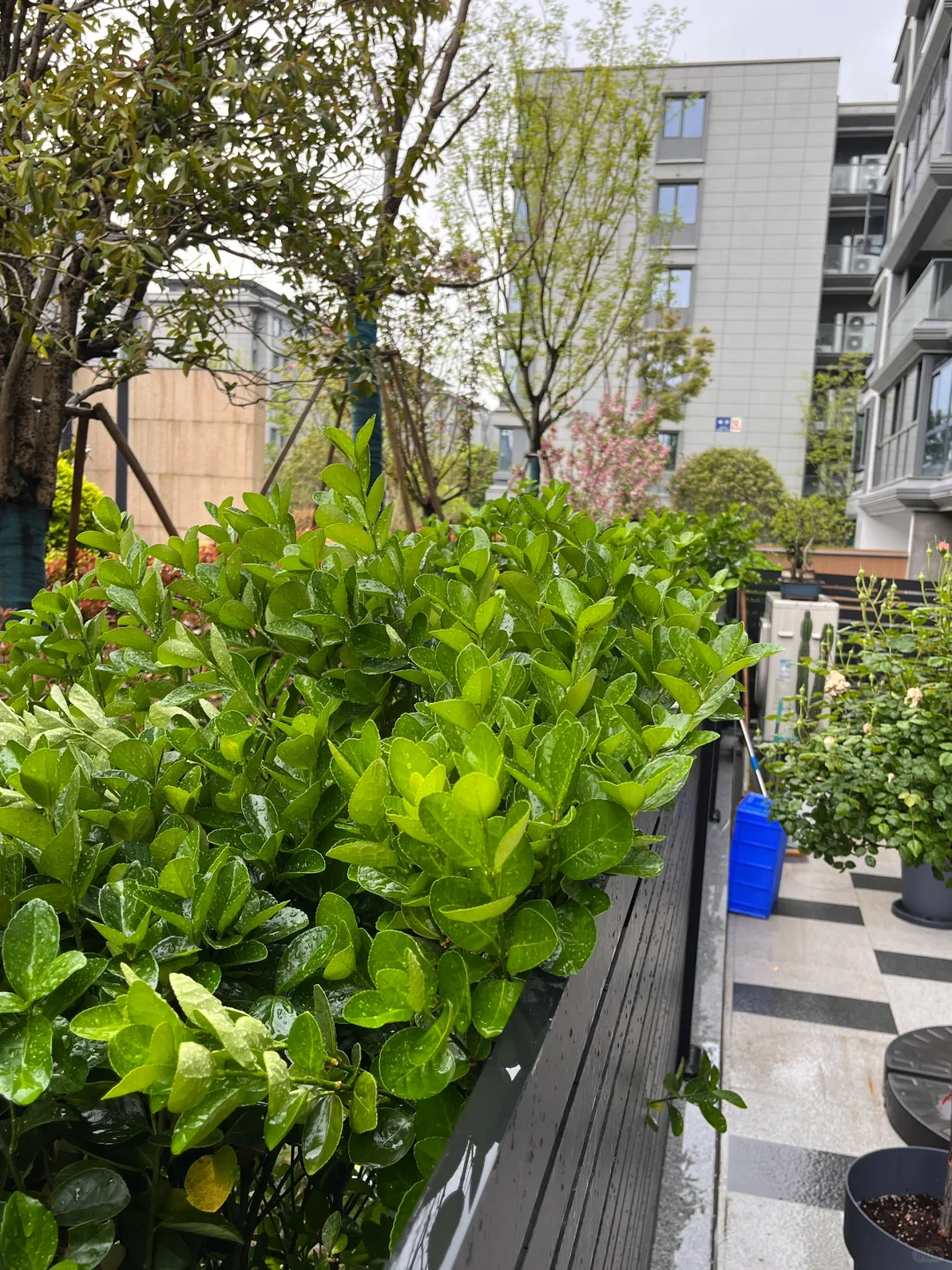 洋房一楼带花园地下室，下雨天沉浸式宅家