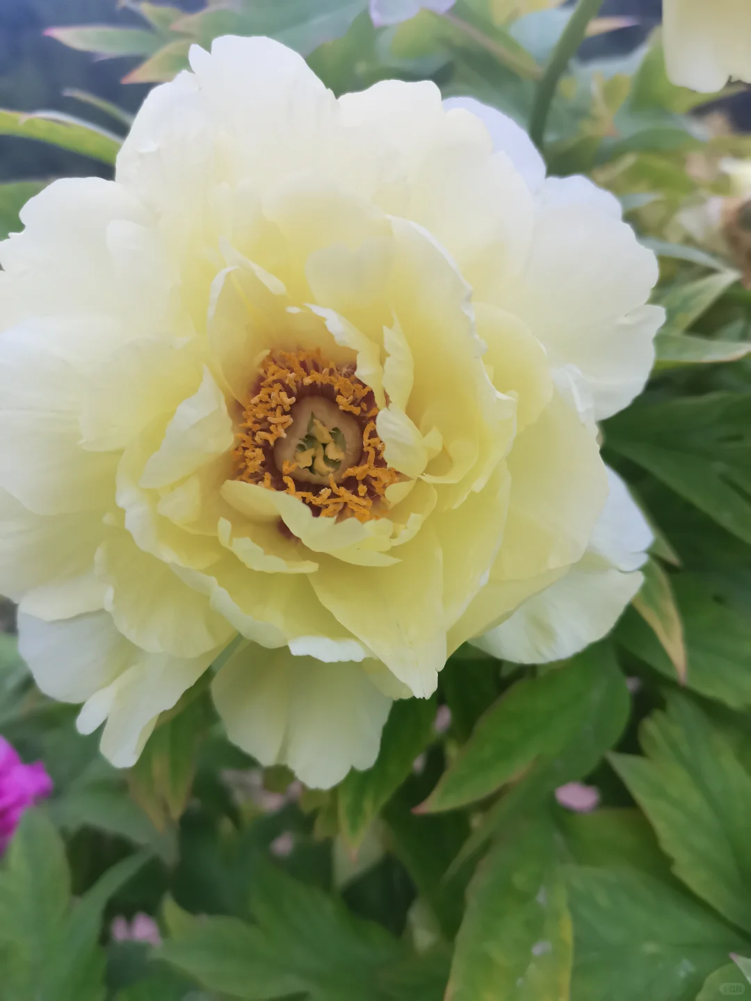 公园的芍药花开了