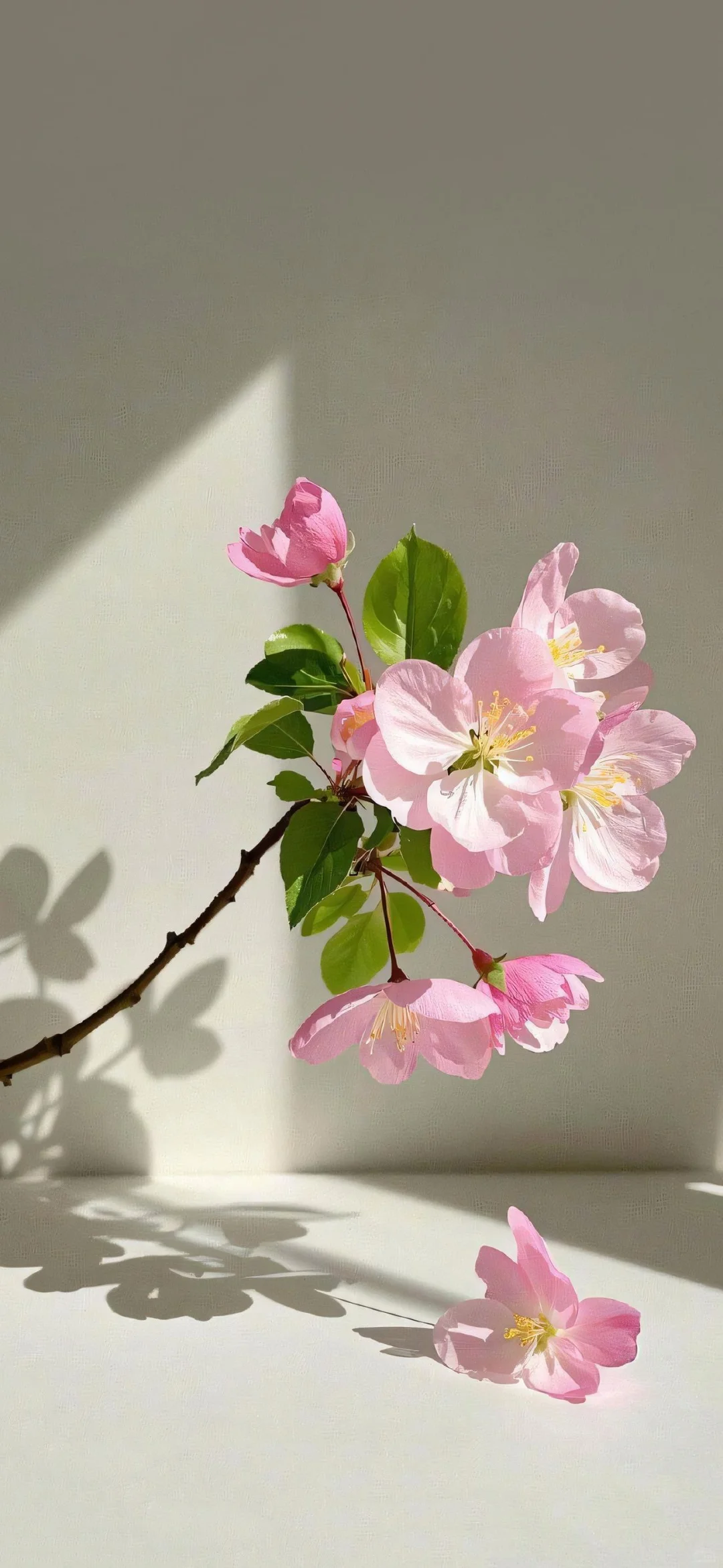 〖手机壁纸〗娇艳欲滴的花朵
