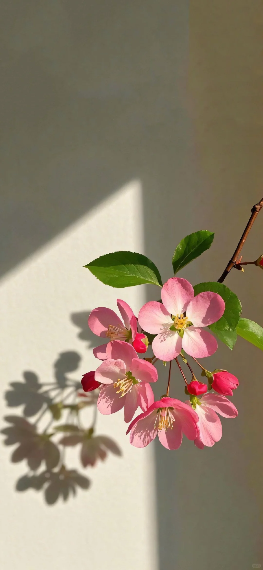 〖手机壁纸〗娇艳欲滴的花朵