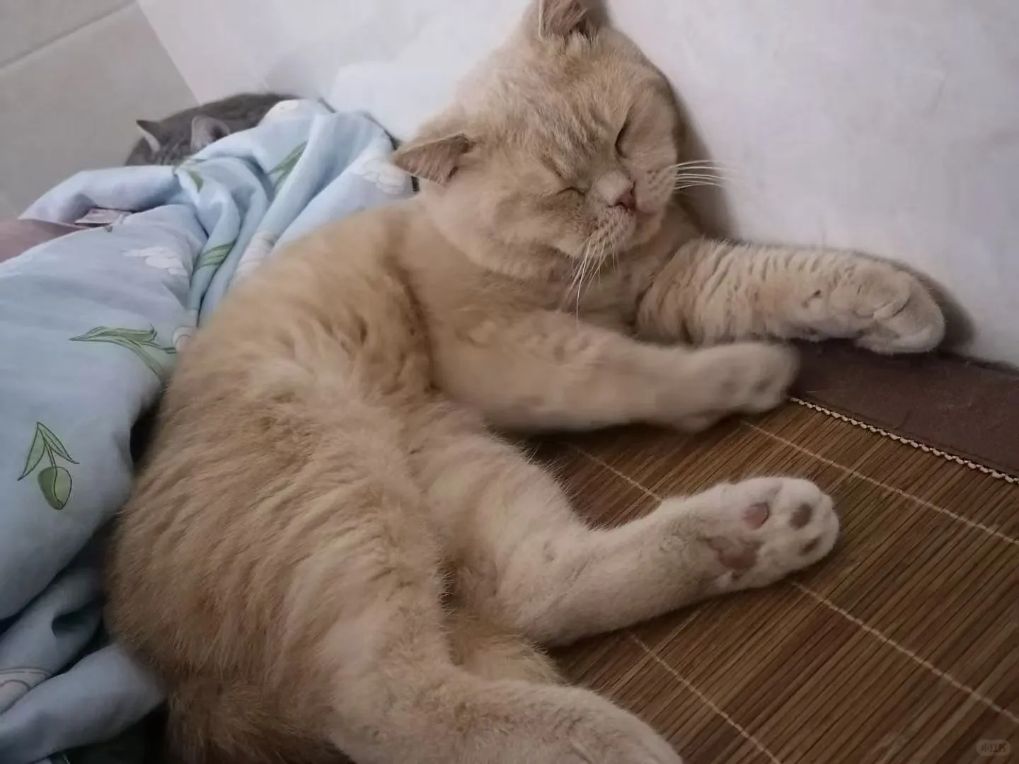 广州，求购长毛乳白弟弟或妹妹