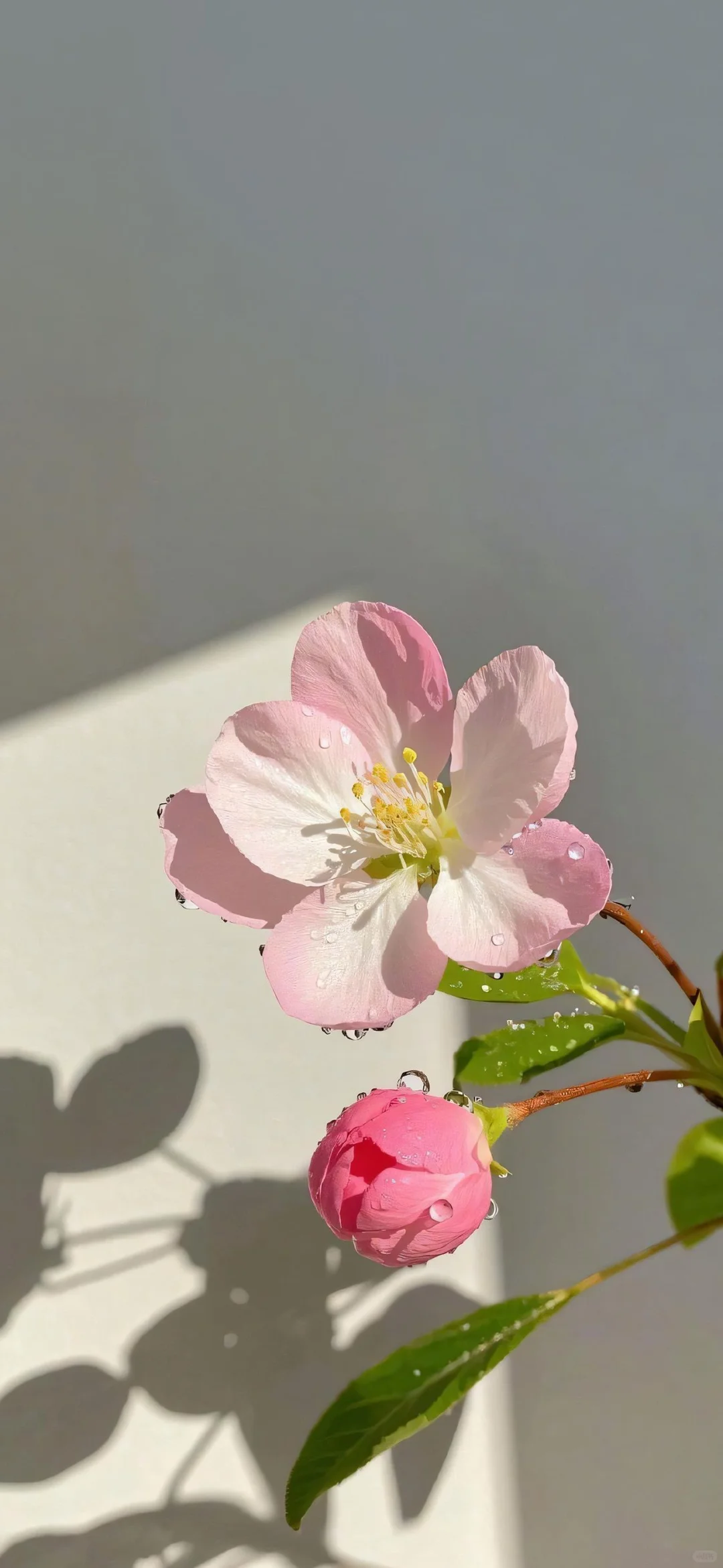〖手机壁纸〗娇艳欲滴的花朵