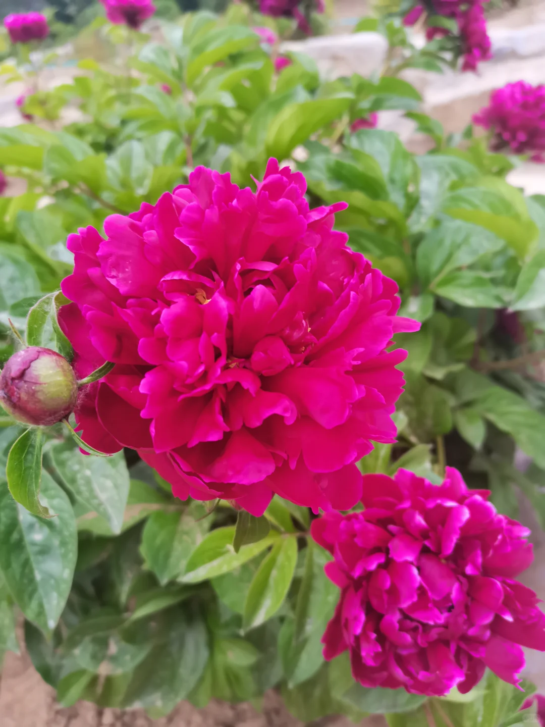 公园的芍药花开了