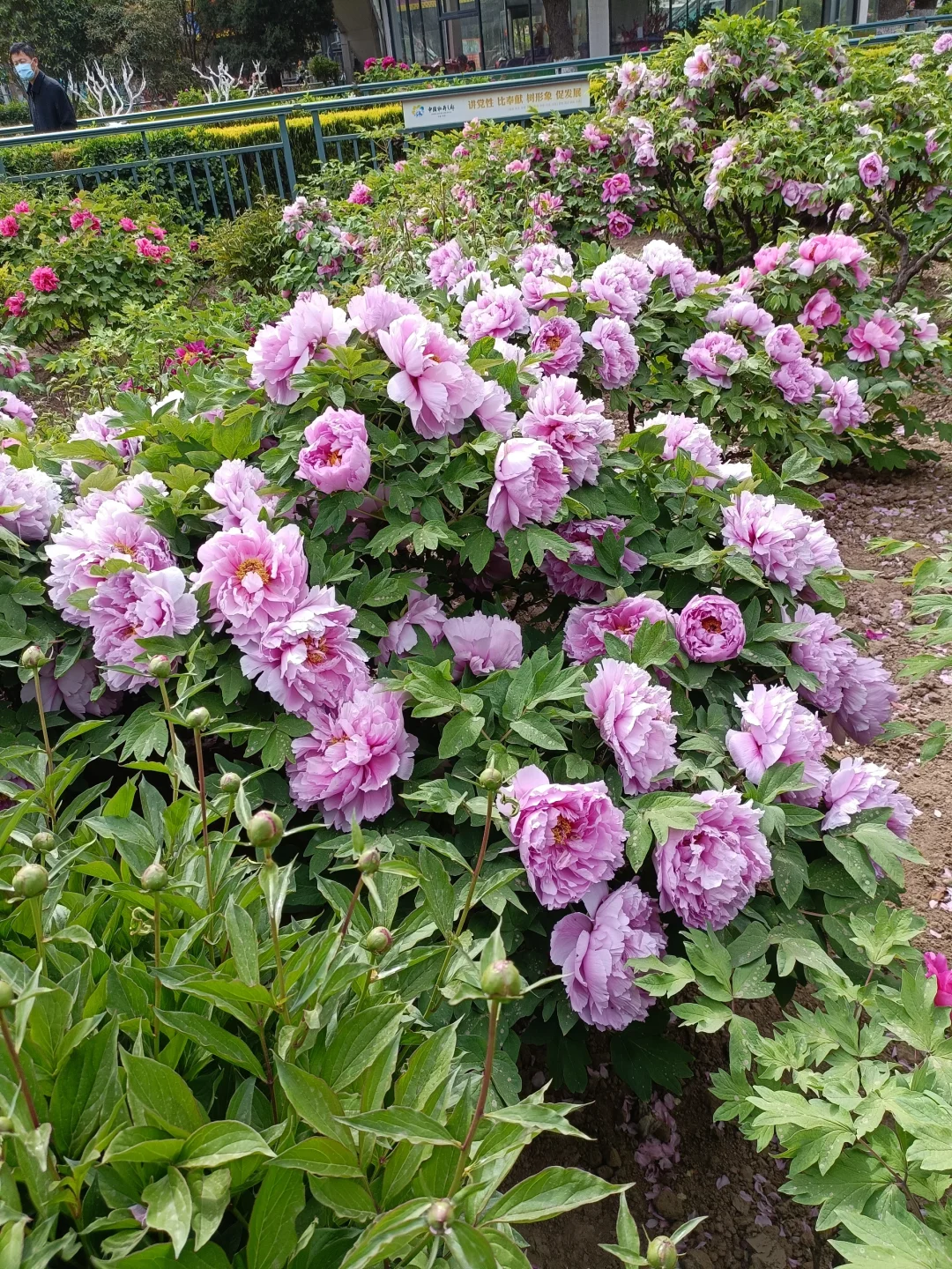 山东菏泽天香公园～️🌸🌷🌸