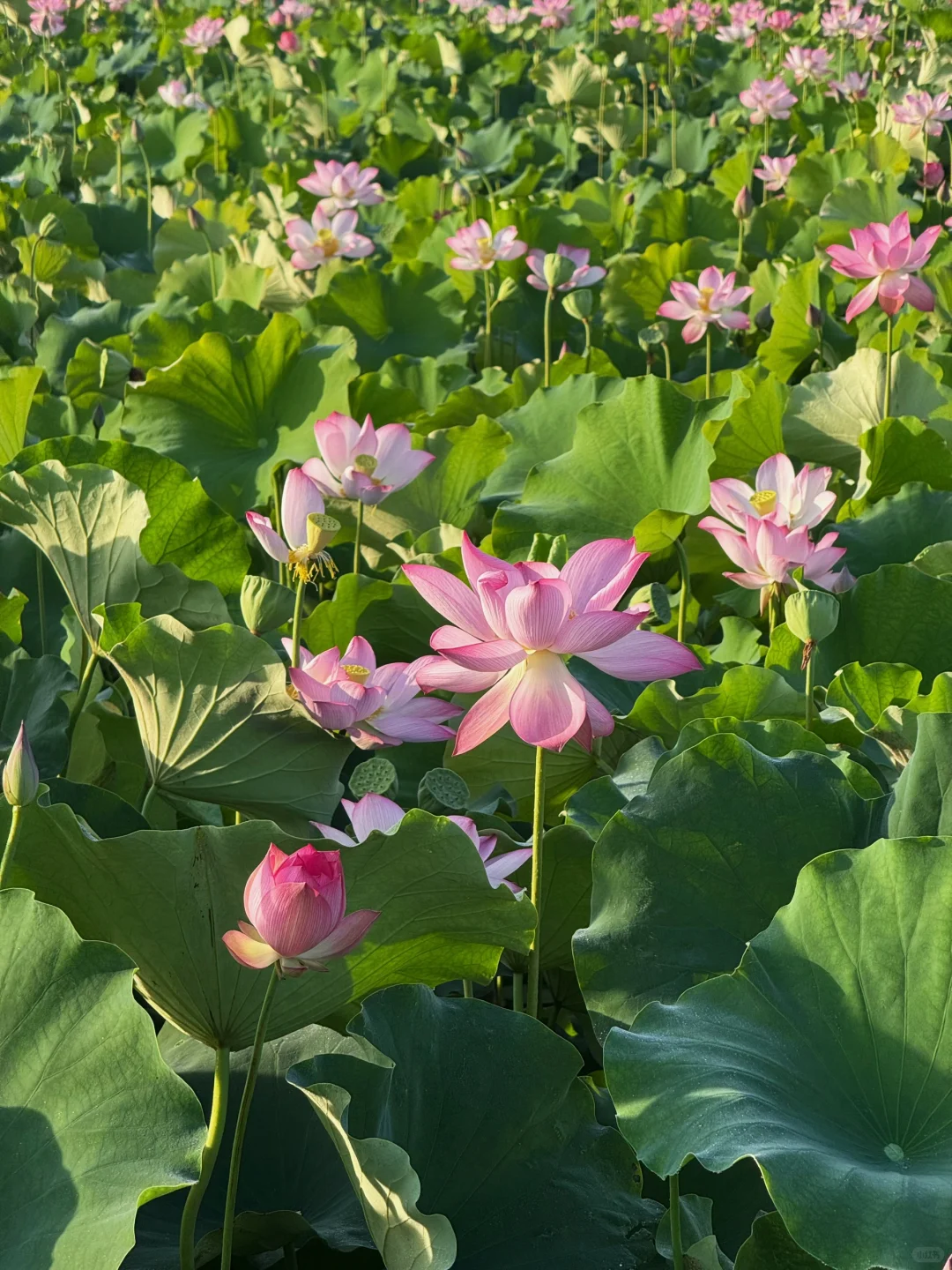 夏日荷花限定｜火爆全网的粉色露背吊带裙🪷
