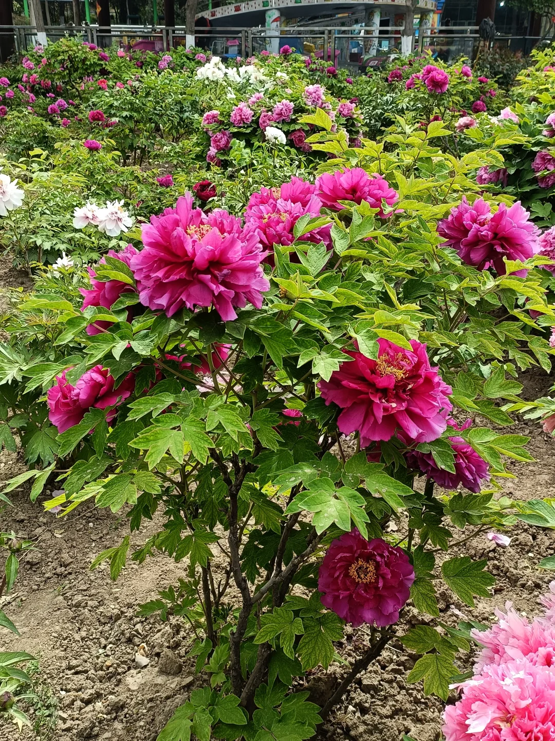 山东菏泽天香公园～️🌸🌷🌸