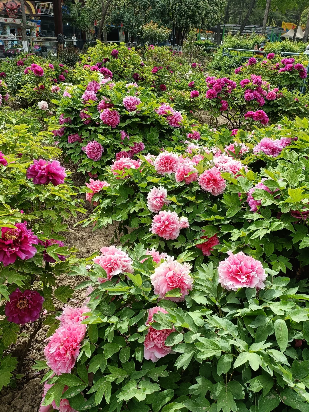山东菏泽天香公园～️🌸🌷🌸