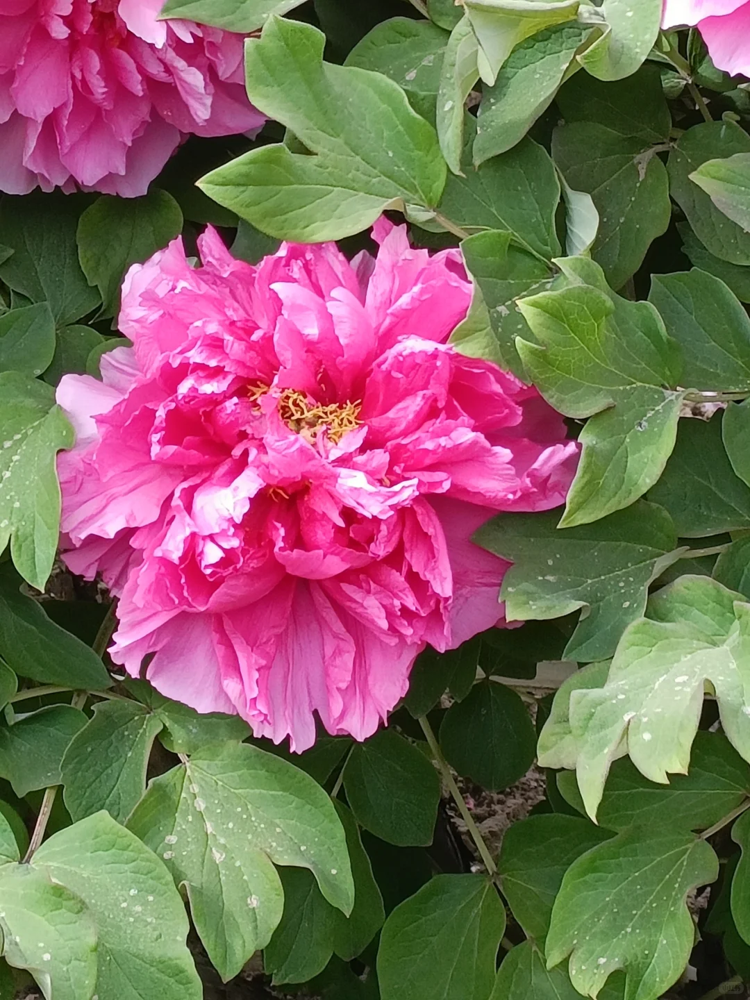 山东菏泽天香公园～️🌸🌷🌸