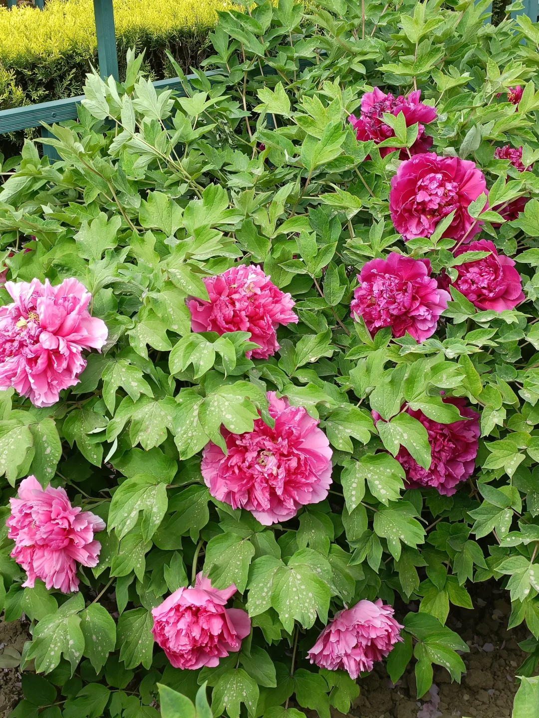 山东菏泽天香公园～️🌸🌷🌸