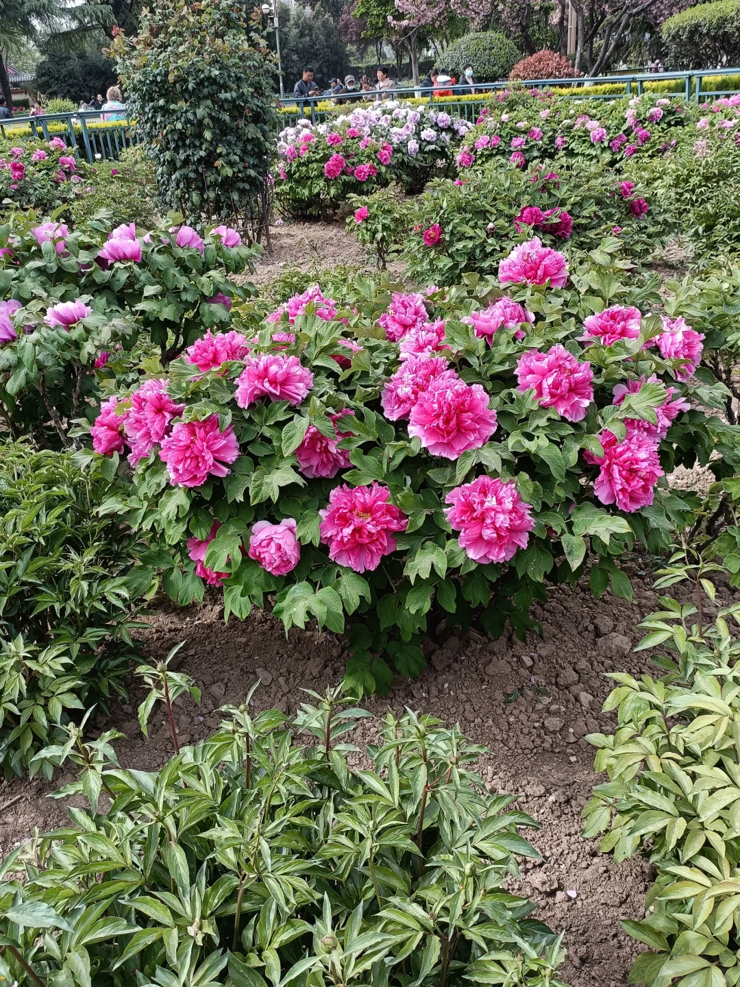 山东菏泽天香公园～️🌸🌷🌸