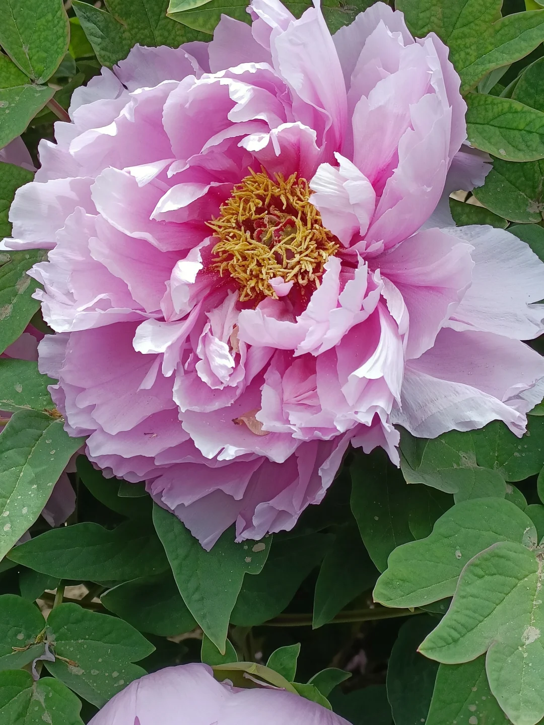 山东菏泽天香公园～️🌸🌷🌸