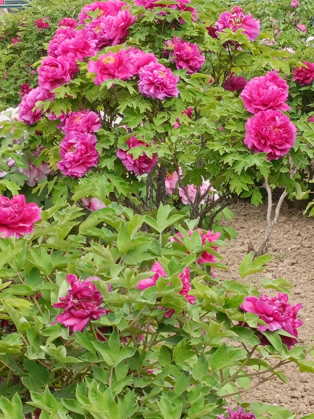 山东菏泽天香公园～️🌸🌷🌸