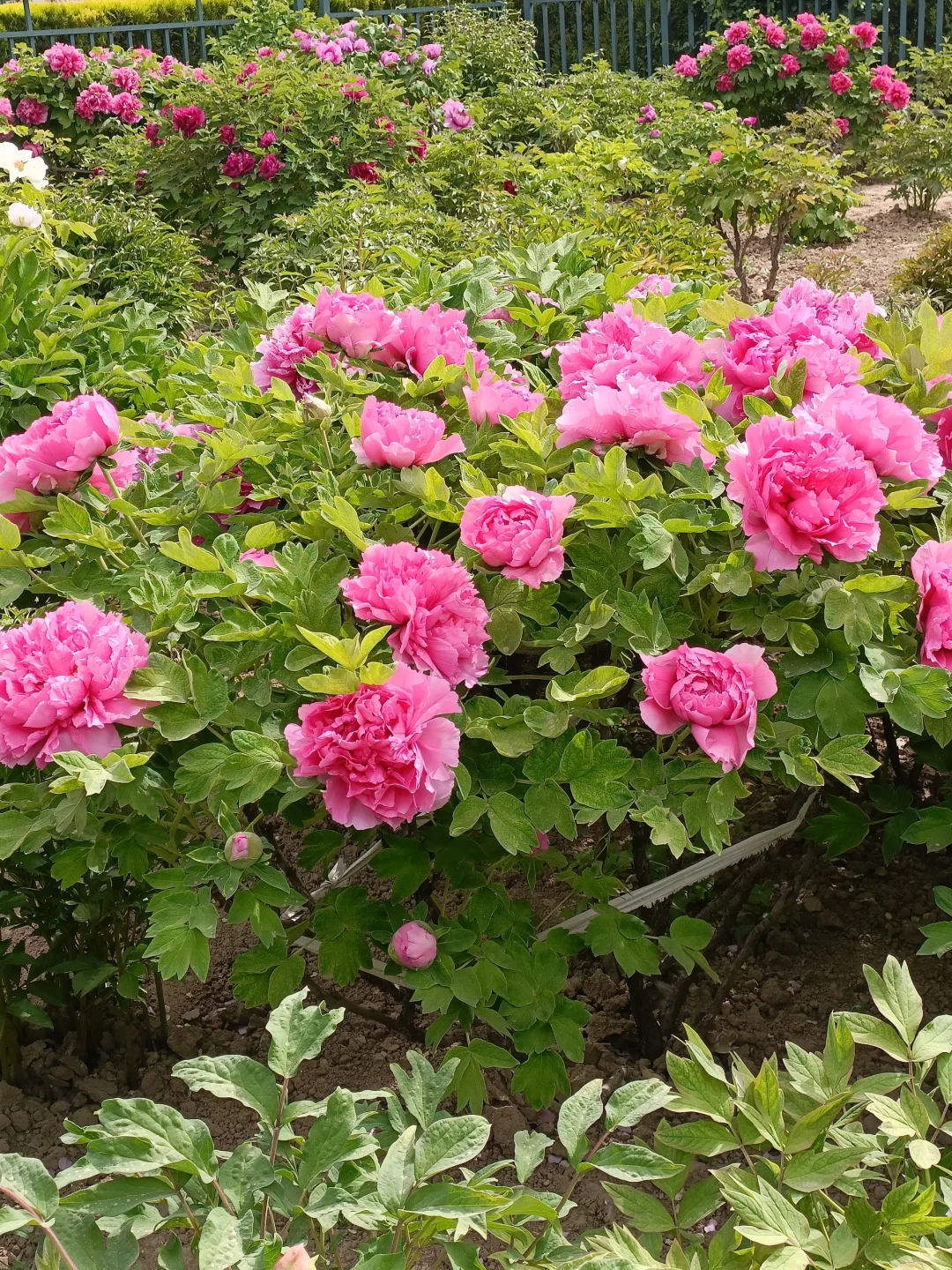 山东菏泽天香公园～️🌸🌷🌸