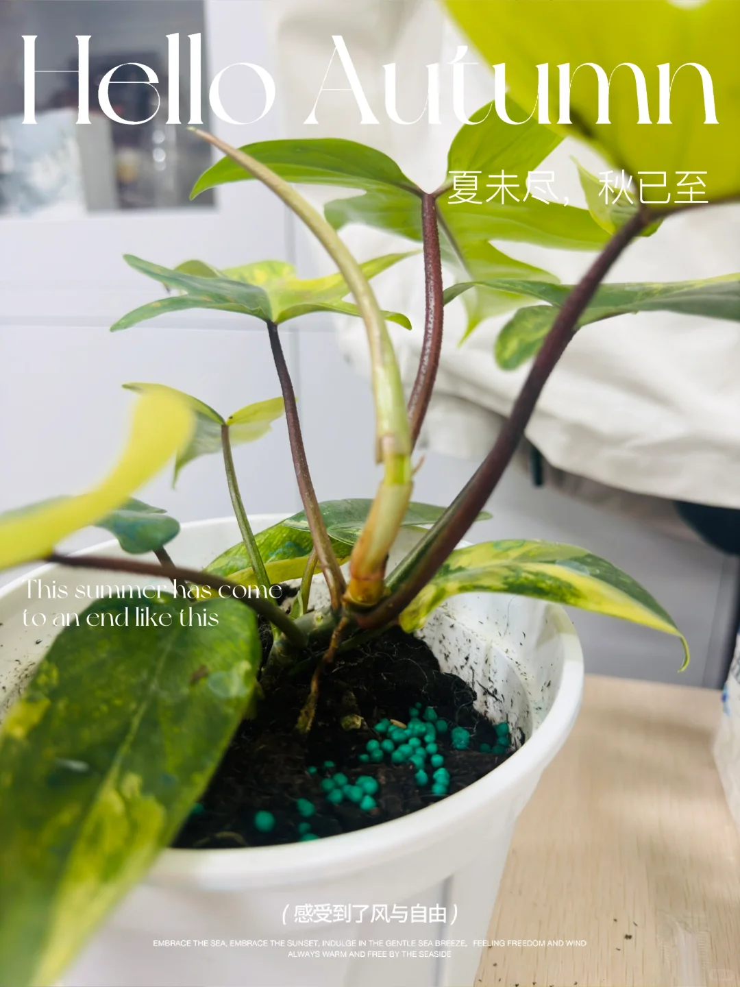 颜值担当之一：美人锦