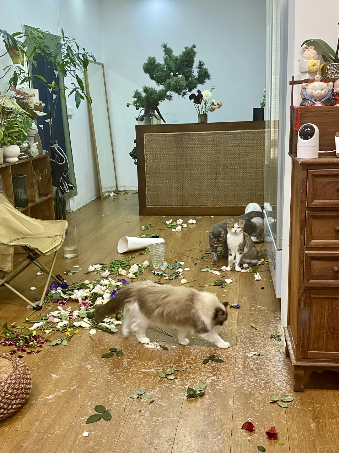 00后女生独闯成都(1200租春熙路套二篇🏠）