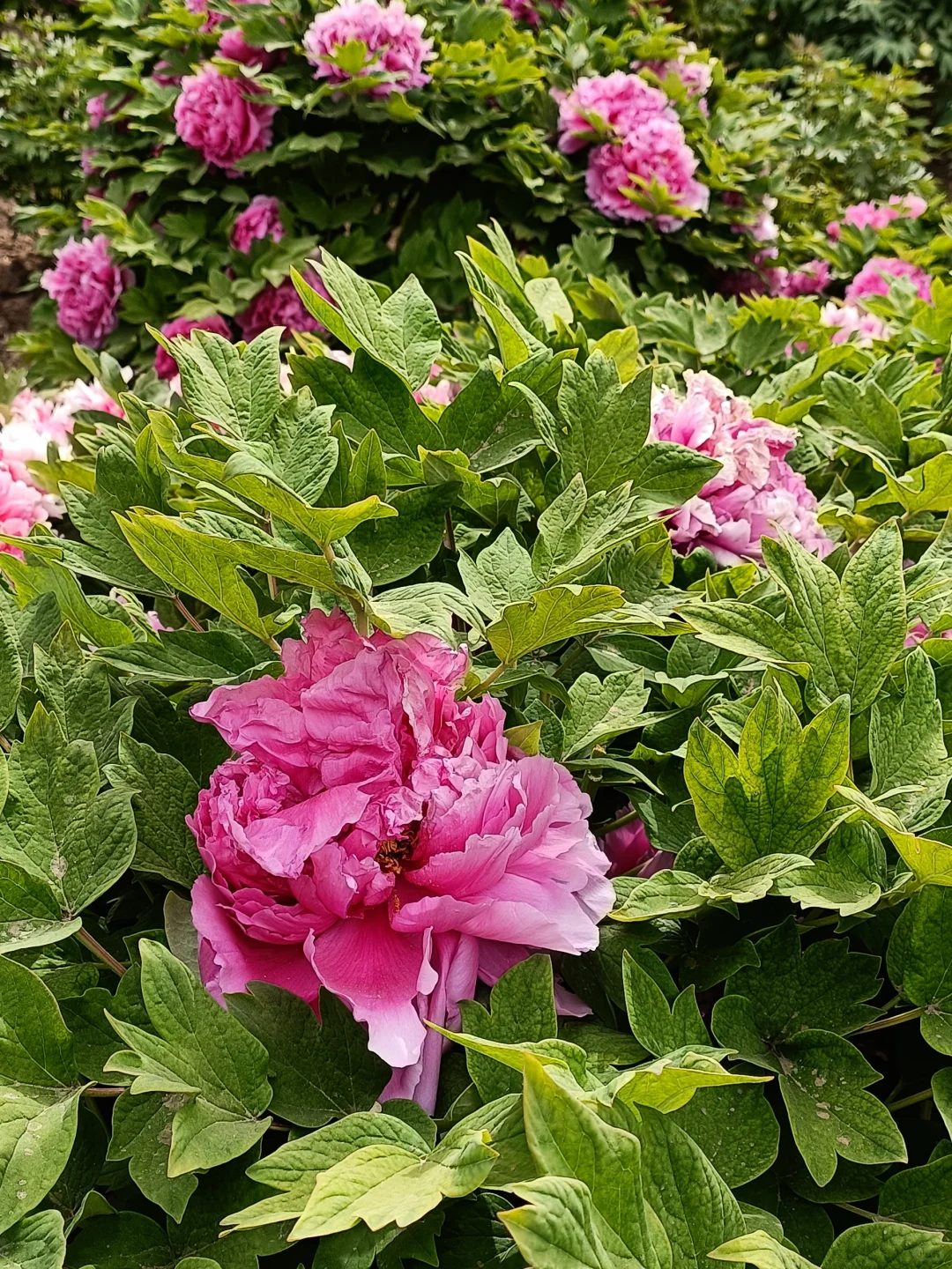 山东菏泽天香公园～️🌸🌷🌸