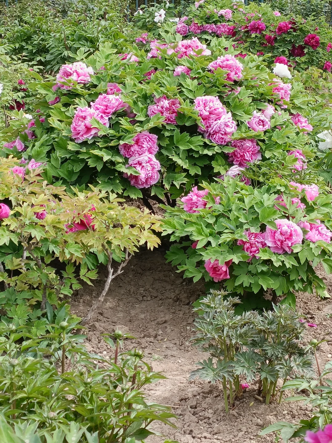 山东菏泽天香公园～️🌸🌷🌸