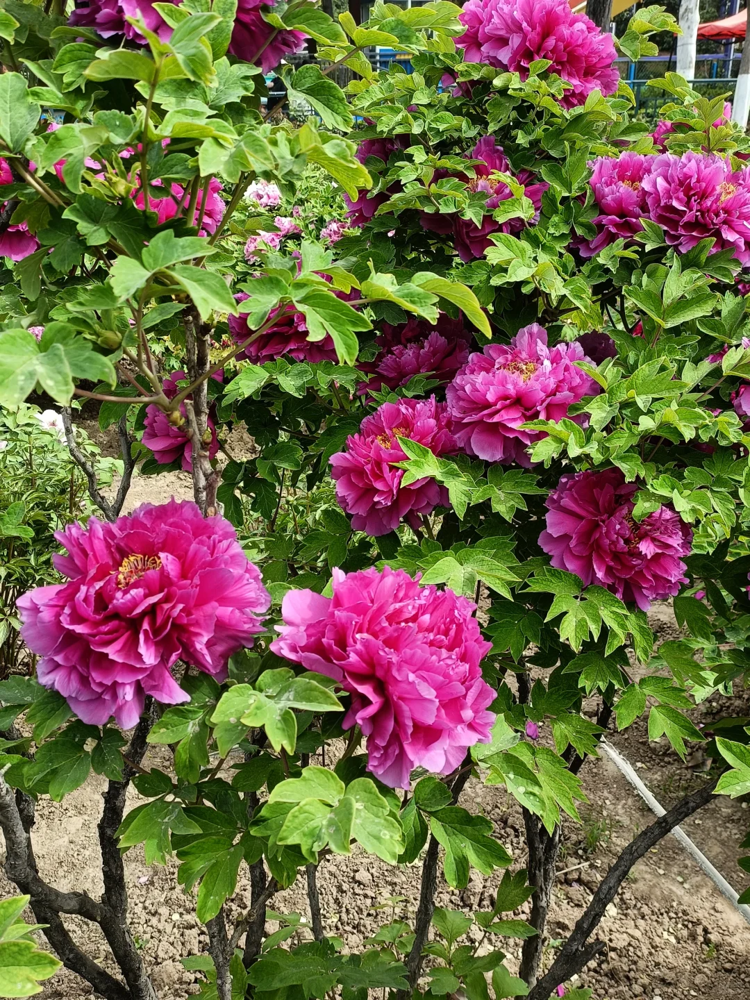 山东菏泽天香公园～️🌸🌷🌸