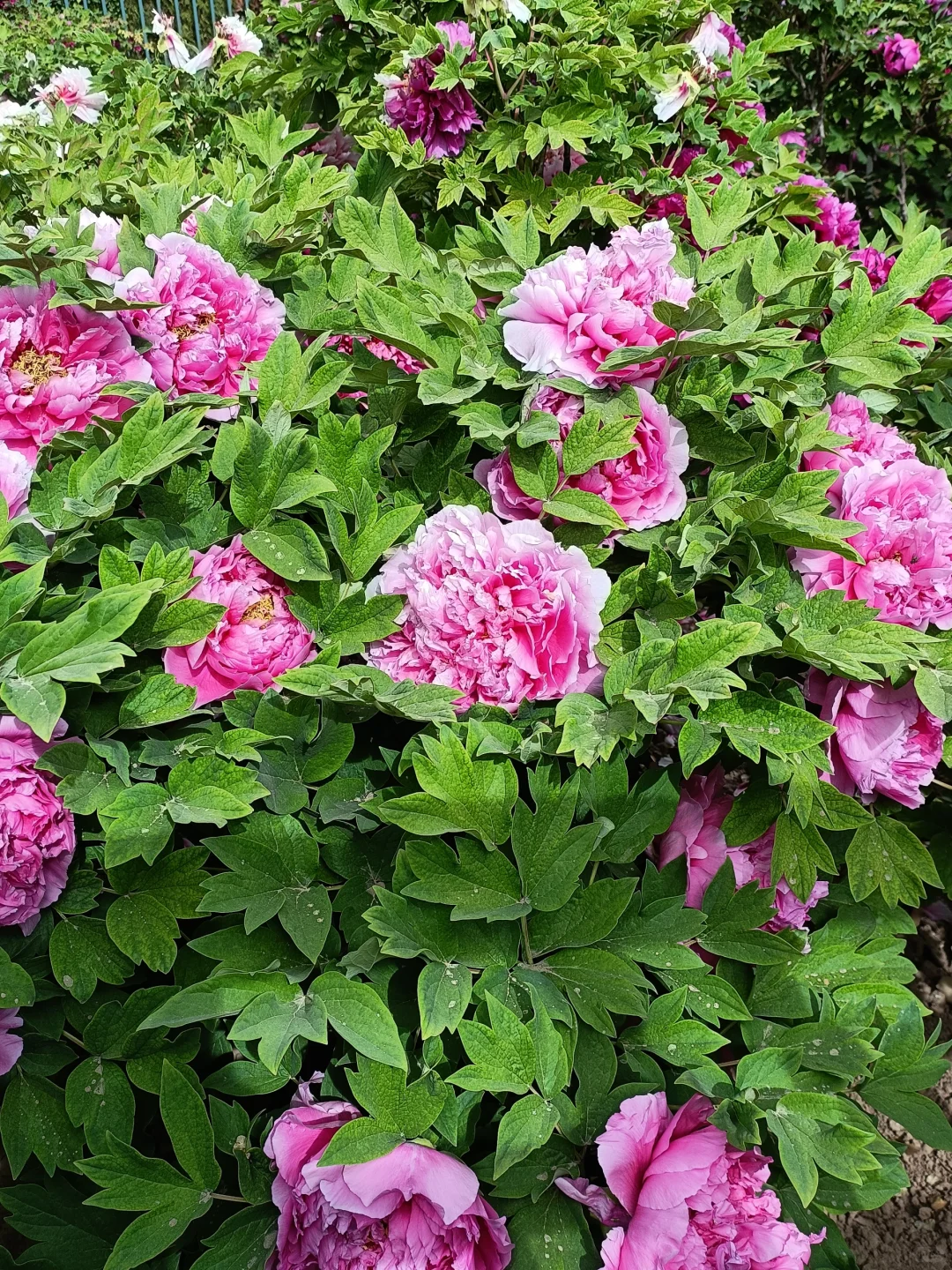 山东菏泽天香公园～️🌸🌷🌸