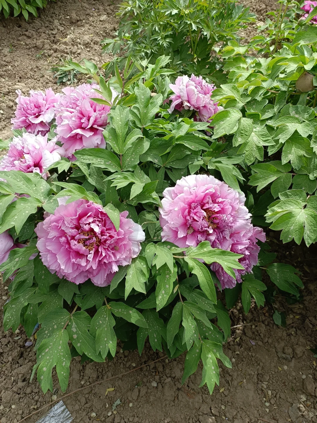 山东菏泽天香公园～️🌸🌷🌸